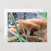 Pilzwaldkarte Postkarte (Vorne/Hinten)