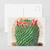 Pincushion Cactus Vintag illustriert Postkarte (Vorne/Hinten)