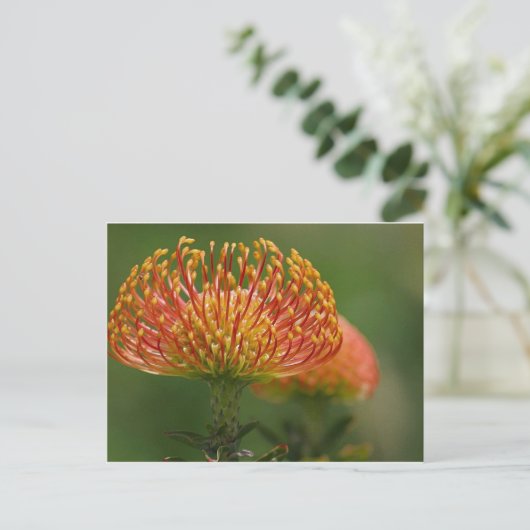 Pincushion-Protea Postkarte (Stehend Vorderseite)