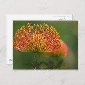 Pincushion-Protea Postkarte (Vorne/Hinten)