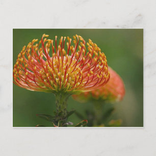 Pincushion-Protea Postkarte