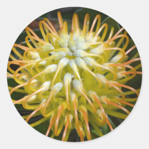 Pincushion Protea Tropisch Gelbe Blume Aufkleber