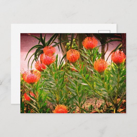 Pincushion Tango #1-1 Postkarte (Vorne/Hinten)