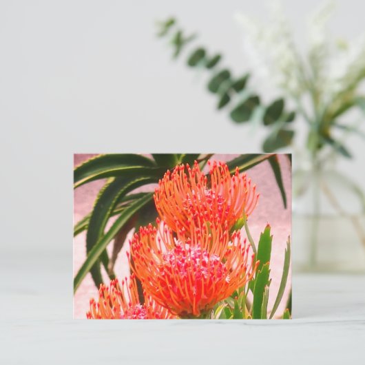 Pincushion Tango #1-2 Postkarte (Stehend Vorderseite)