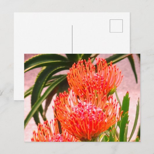 Pincushion Tango #1-2 Postkarte (Vorne/Hinten)