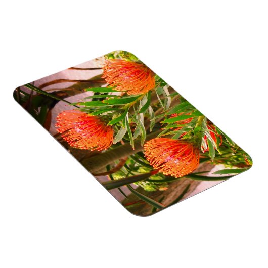 Pincushion Tango #1 Magnet (Rechte Seite)