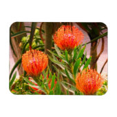 Pincushion Tango #1 Magnet (Horizontal)