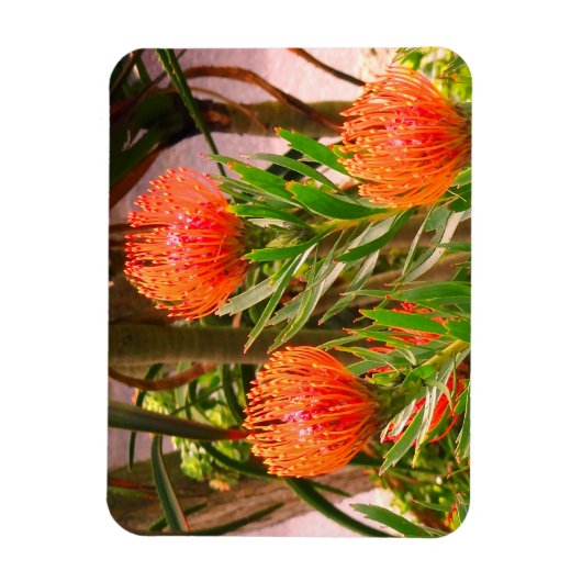 Pincushion Tango #1 Magnet (Vertikal)