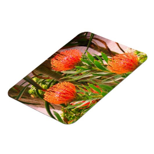 Pincushion Tango #1 Magnet (Linke Seite)