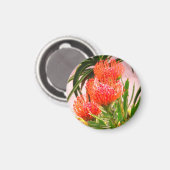 Pincushion Tango #1 Magnet (Vorderseite/Rückseite)