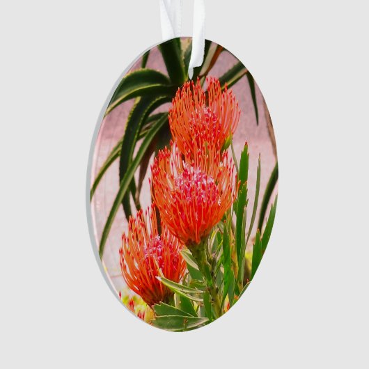 Pincushion Tango #1 Ornament (Vorderseite)