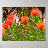 Pincushion Tango #1 Poster (Vorne)