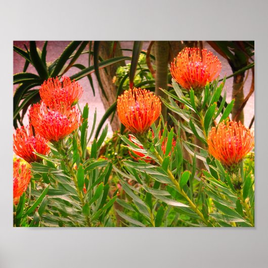 Pincushion Tango #1 Poster (Vorne)