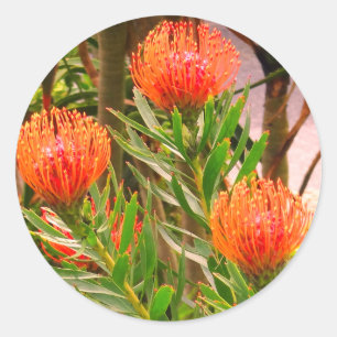 Pincushion Tango #1 Stickers