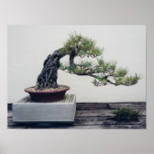 Pine Bonsai Poster (Vorne)