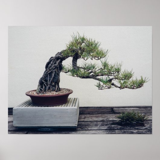 Pine Bonsai Poster (Vorne)