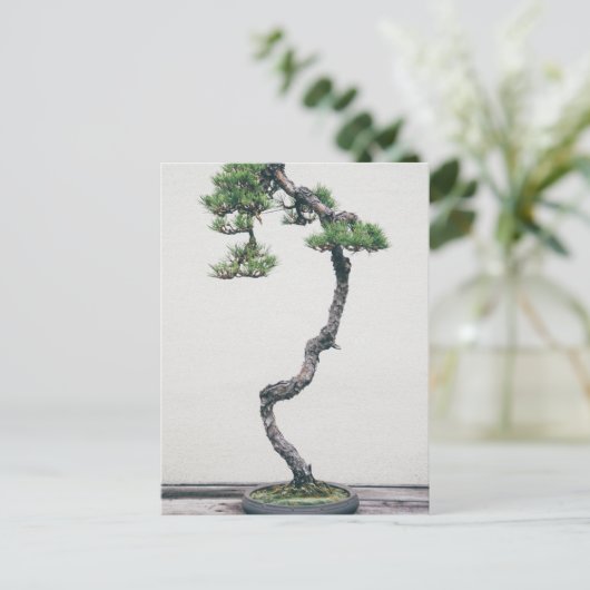 Pine Bonsai Postkarte (Stehend Vorderseite)
