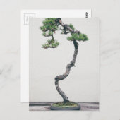 Pine Bonsai Postkarte (Vorne/Hinten)
