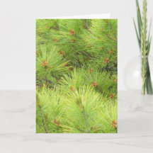 Pine Christmas Card