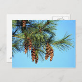Pine Cone Foto Postkarte (Vorne/Hinten)