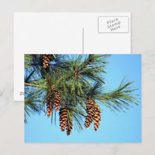 Pine Cone Foto Postkarte (Vorne/Hinten)