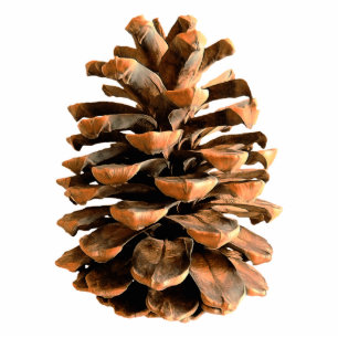 Pine Cone Fotoskulptur Magnet