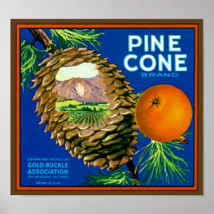 Pine Cone Orange Poster