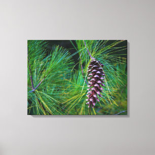 Pine Cone Portrait Leinwanddruck