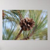 Pine Cone Poster (Vorne)