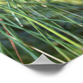 Pine Cone Poster (Ecke)