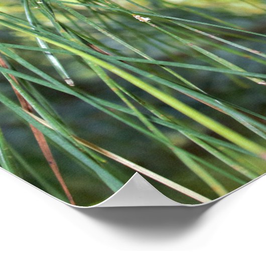 Pine Cone Poster (Ecke)