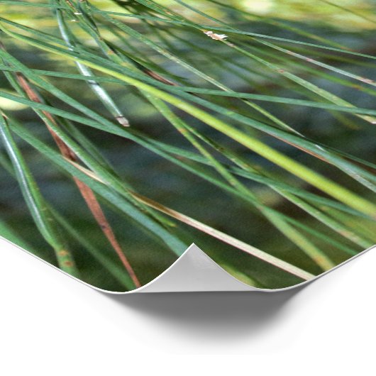Pine Cone Poster (Ecke)