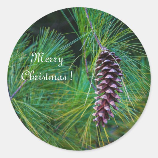 PIne Cone Runder Aufkleber (Vorderseite)
