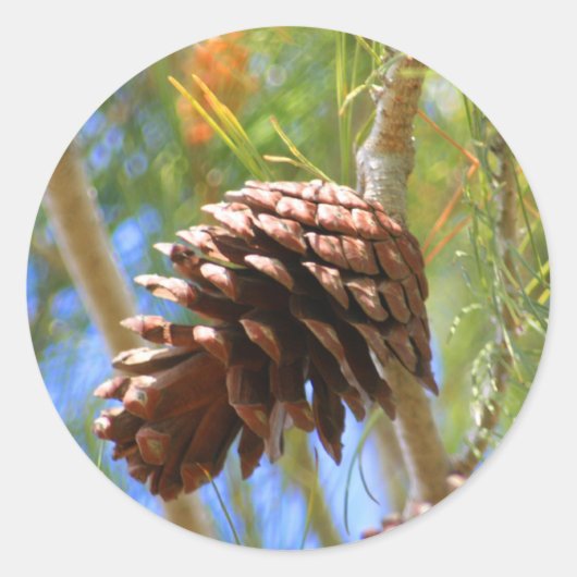 Pine Cone Sticker (Vorderseite)