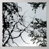 Pine Cones Branches Silhouette Fotografie Poster (Vorne)