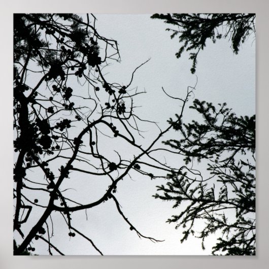 Pine Cones Branches Silhouette Fotografie Poster (Vorne)