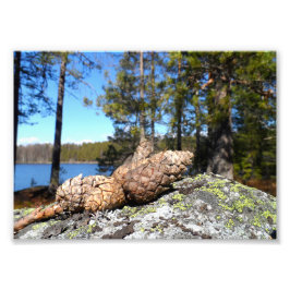 Pine Cones Fotodruck