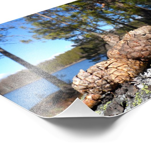Pine Cones Fotodruck (Ecke)