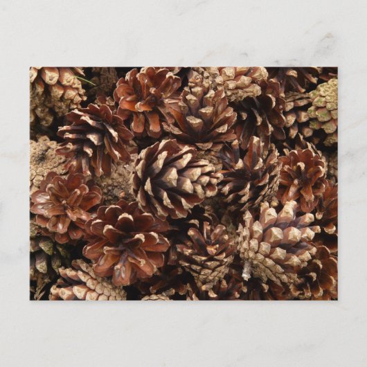 Pine Cones Postcard Postkarte (Vorderseite)