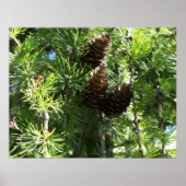 Pine Cones Poster (Vorne)