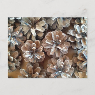Pine Cones Postkarte