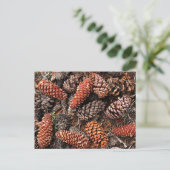 Pine Cones Postkarte (Stehend Vorderseite)
