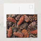 Pine Cones Postkarte (Vorne/Hinten)