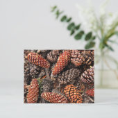 Pine Cones Postkarte (Stehend Vorderseite)