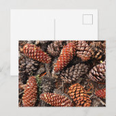 Pine Cones Postkarte (Vorne/Hinten)