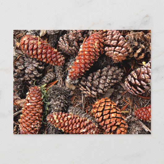 Pine Cones Postkarte (Vorderseite)