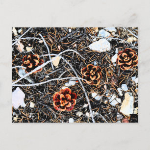 Pine Cones Postkarte