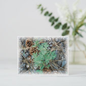 Pine Cons und Fern Postcard Postkarte (Stehend Vorderseite)