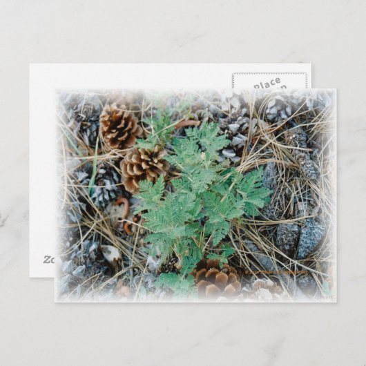 Pine Cons und Fern Postcard Postkarte (Vorne/Hinten)