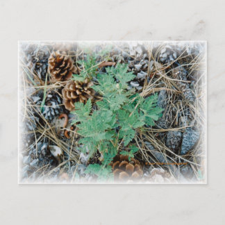 Pine Cons und Fern Postcard Postkarte